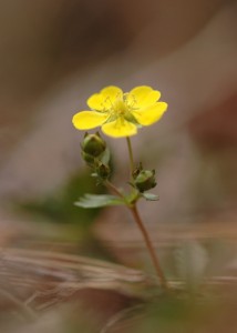 ミツバツチグリ