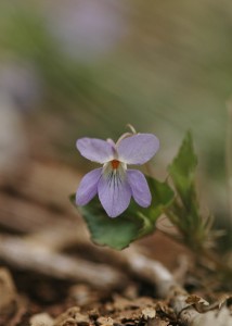 タチツボスミレ