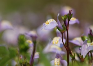 ムラサキサギゴケ