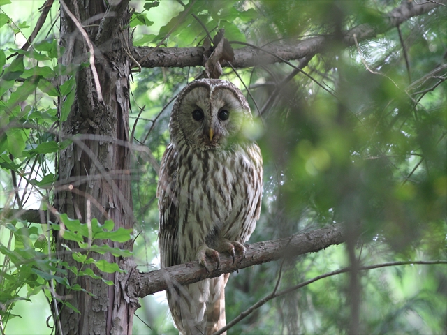 フリー素材無料写真 森の父さん花鳥風穴 フクロウ