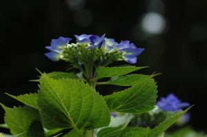 紫陽花