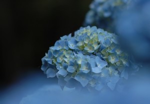 紫陽花