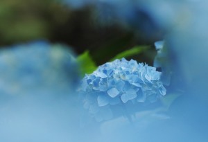 紫陽花