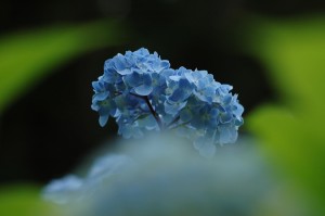 紫陽花