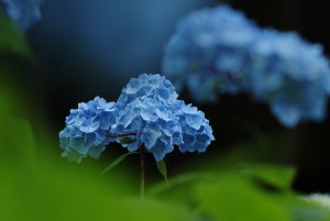 紫陽花