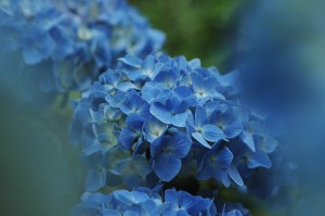 紫陽花