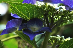 紫陽花