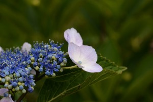 紫陽花