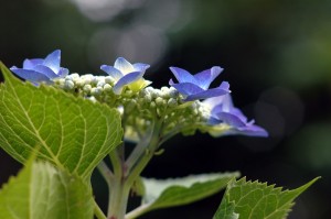 紫陽花