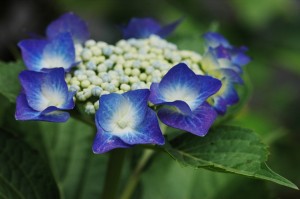 紫陽花