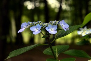 紫陽花