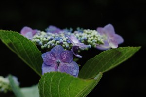 紫陽花