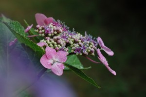紫陽花