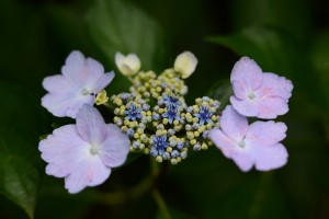紫陽花