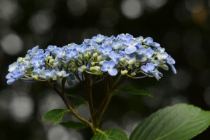 紫陽花