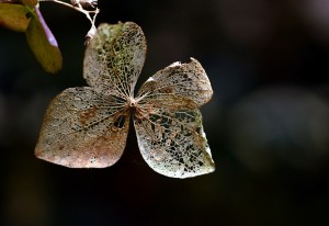 紫陽花