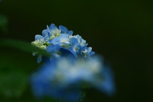 紫陽花