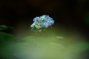 紫陽花