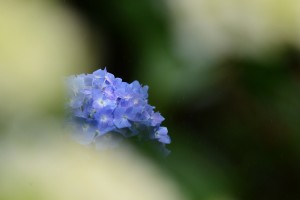 紫陽花