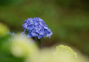 紫陽花