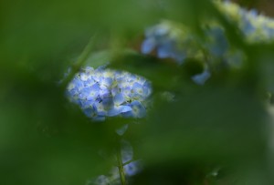 紫陽花