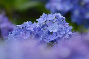 紫陽花