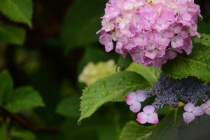 紫陽花