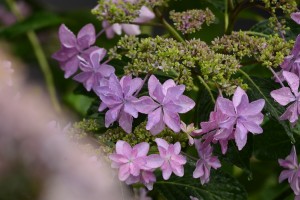 紫陽花
