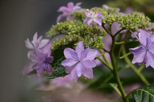 紫陽花