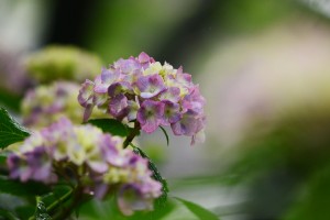 紫陽花
