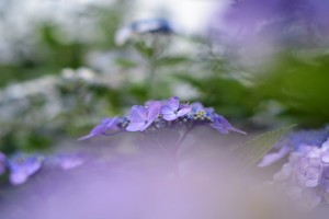 紫陽花