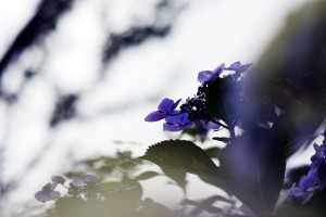 紫陽花