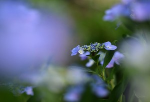 紫陽花