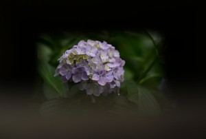 紫陽花