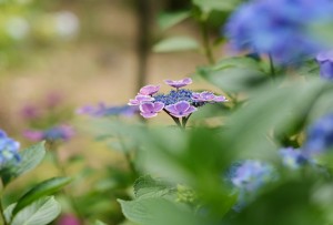 紫陽花