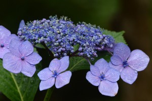 紫陽花