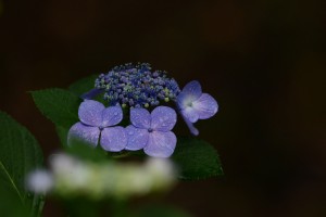 紫陽花