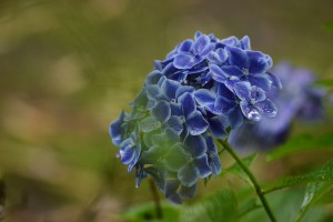紫陽花