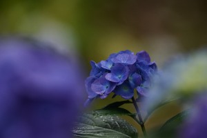 紫陽花