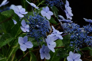 紫陽花