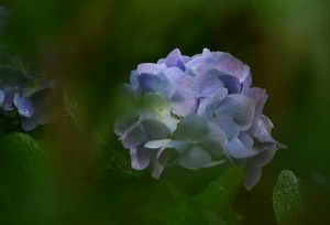 紫陽花