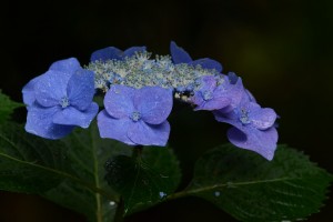 紫陽花