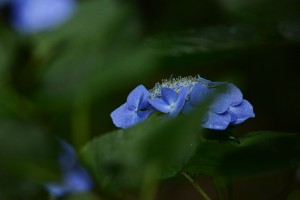 紫陽花