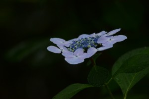 紫陽花