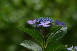 紫陽花