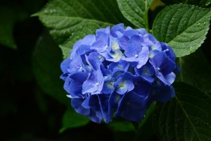 紫陽花