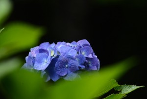 紫陽花