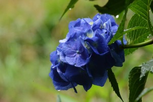 紫陽花