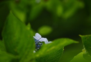 紫陽花