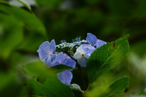 紫陽花